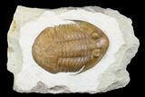 Asaphus Platyurus Trilobite - Russia #178191-1